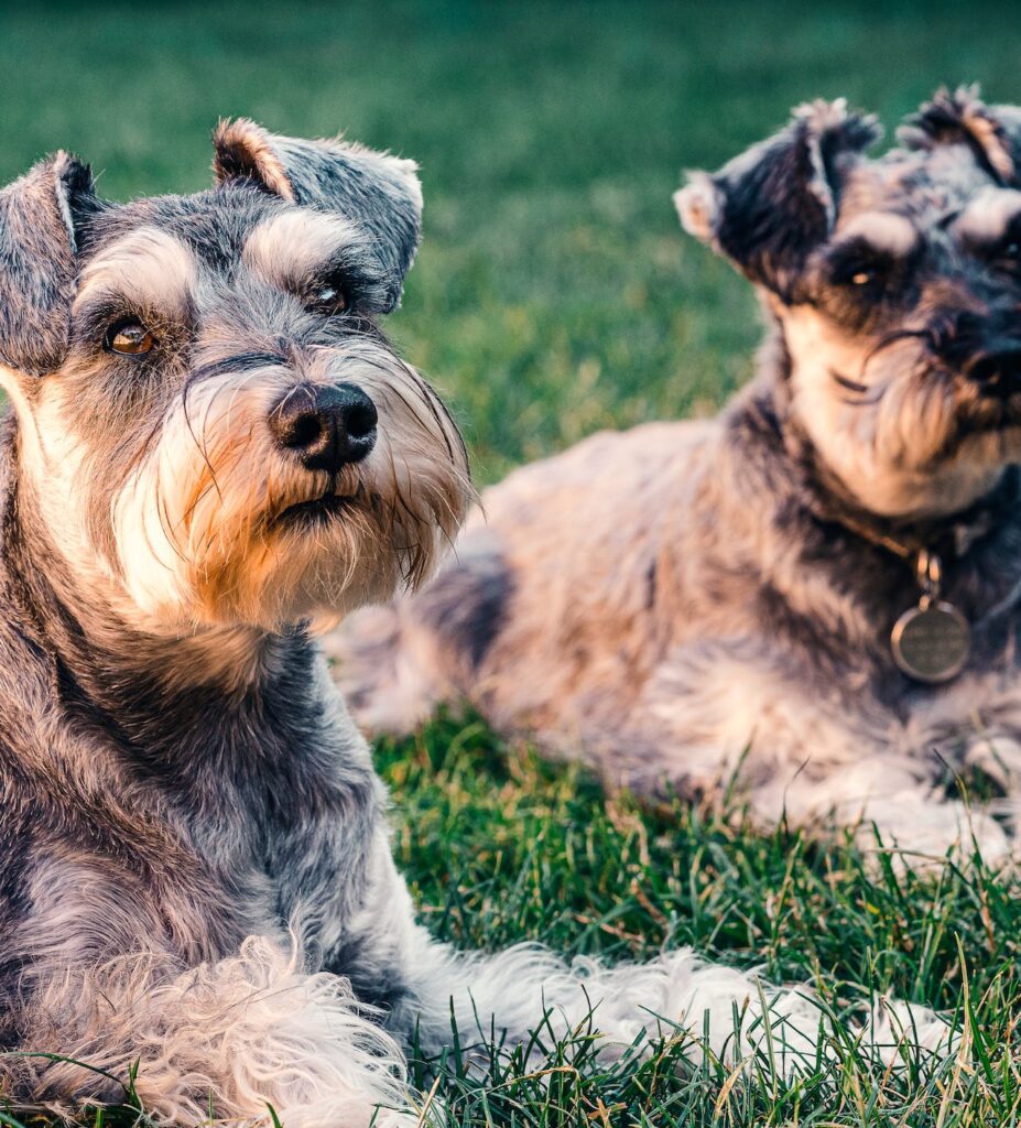 two dogs sitting on grass Silence is Golden: How to Stop a Dog Barking Through Proven Methods 5