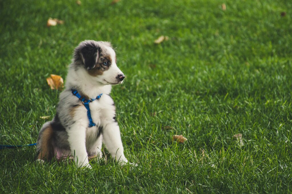 Puppy Training Perth by Allbreeds