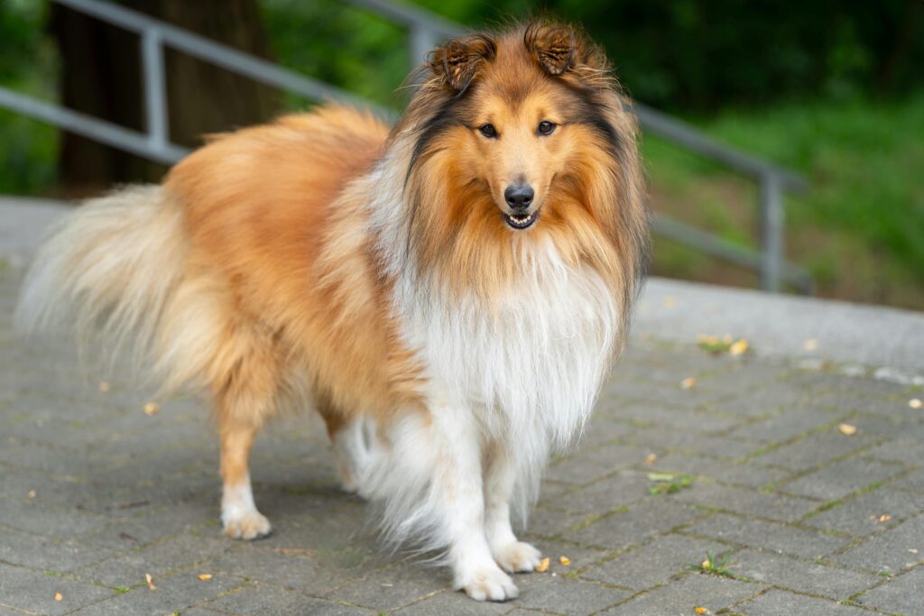 obedient dog trained by Allbreeds