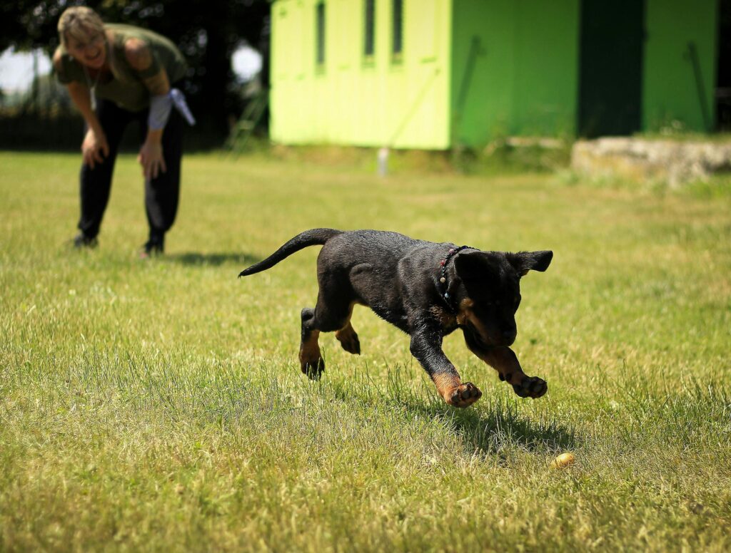 Puppy training in different environments Allbreeds