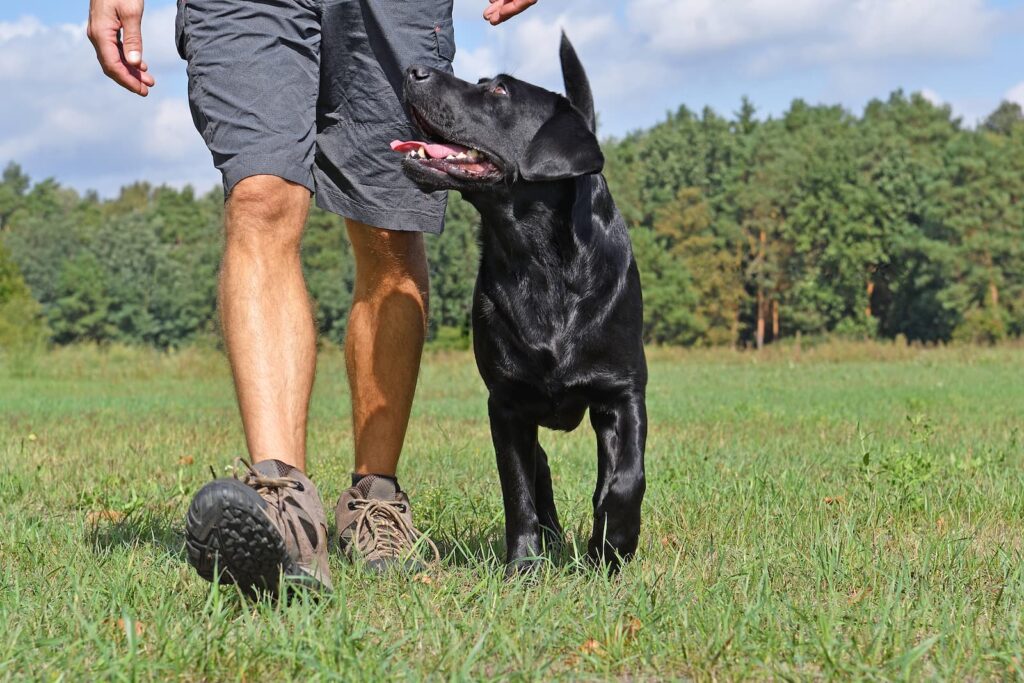 dog training cost